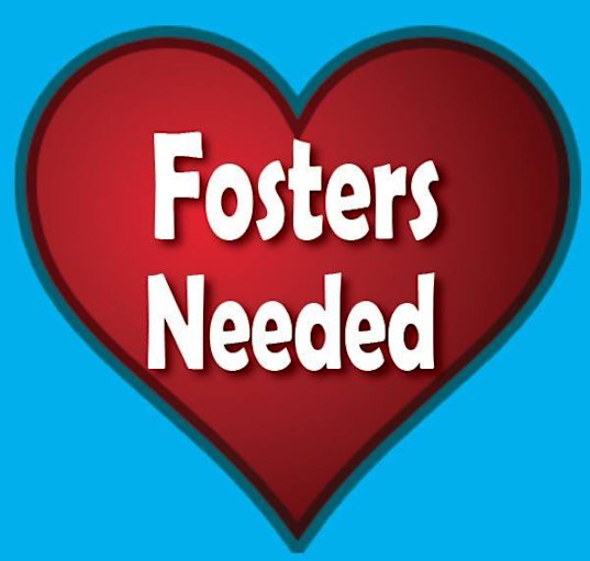 Photo of Dog Fosters Needed