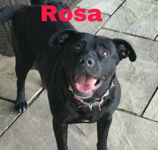 Photo of Rosa