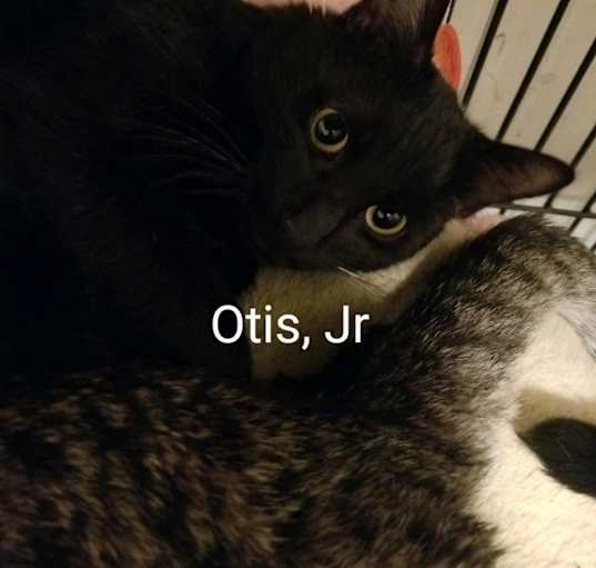 Photo of Otis jr