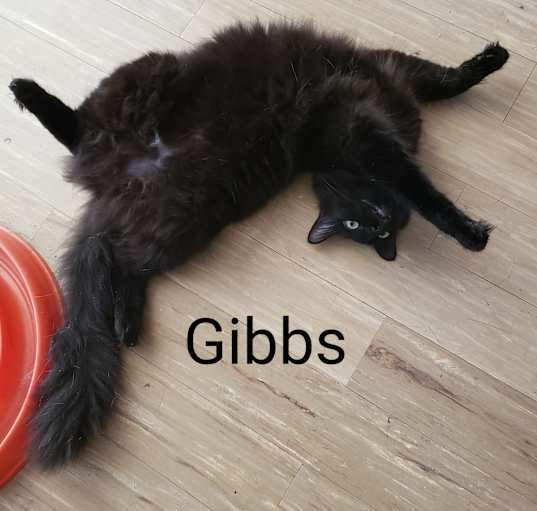 Photo of Gibbs