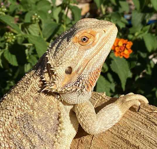 Photo of Midge