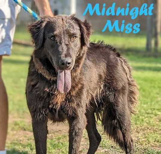 Photo of Midnight Miss