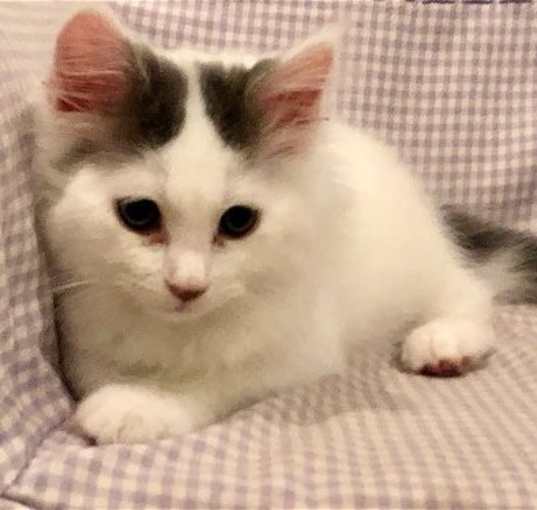 Photo of Casper