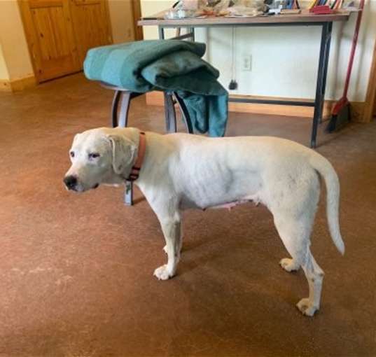 Photo of Sugar