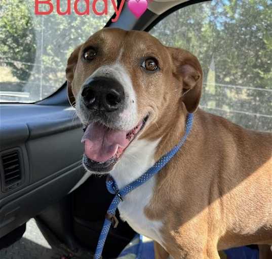 Photo of Buddy