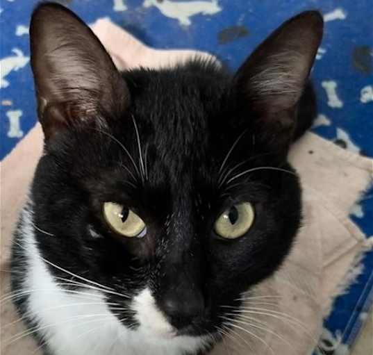Photo of Dexter
