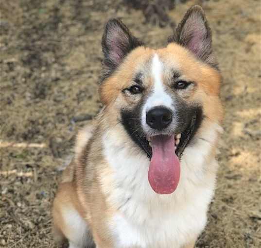 Photo of Beau