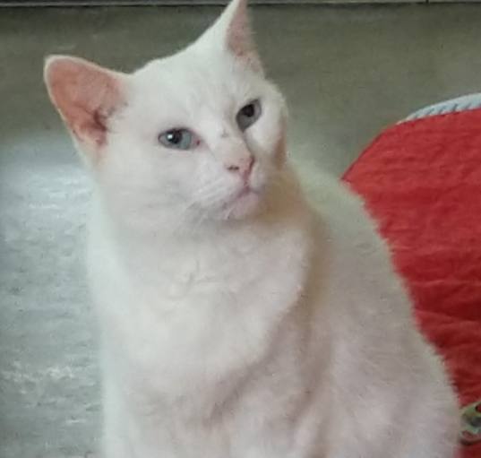Photo of Sophie (Sponsored; Special Needs)