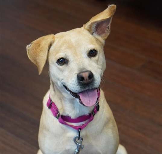 Photo of Peaches