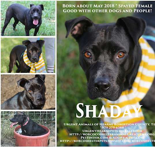 Photo of Shaday