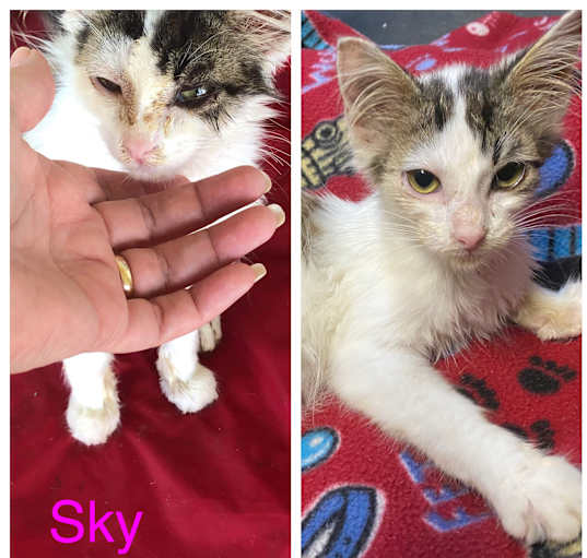 Photo of Sky