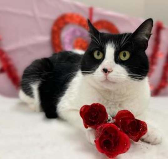 Photo of Billy The Cat