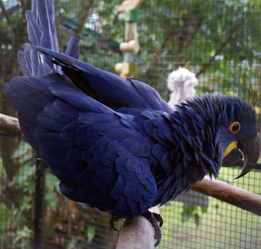 Photo of cherry