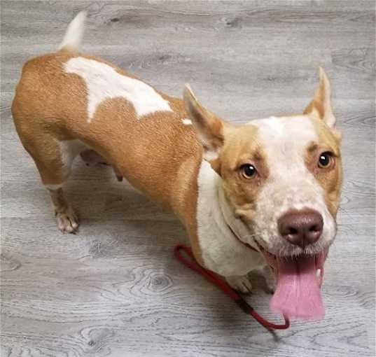 Photo of Kona