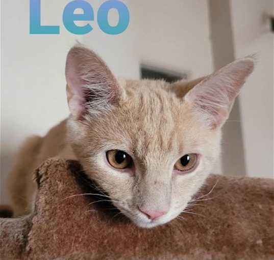 Photo of Leo