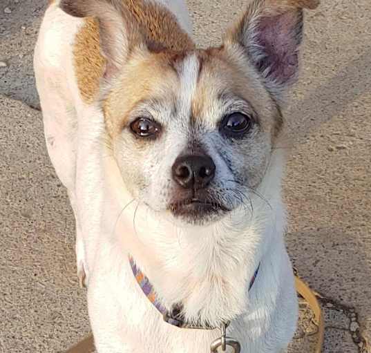 Photo of Buddy