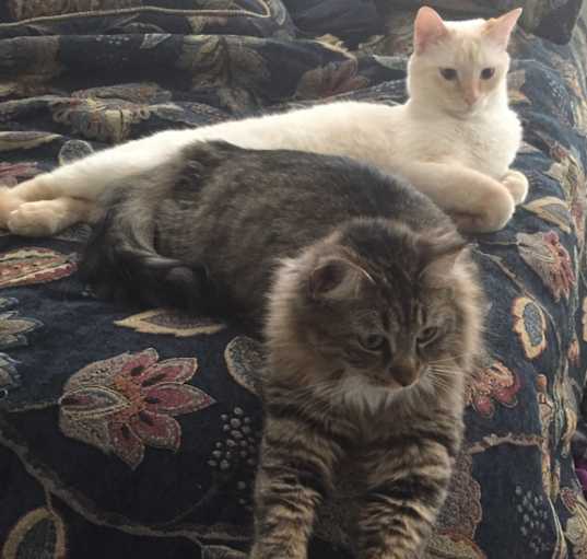 Photo of Chalupa