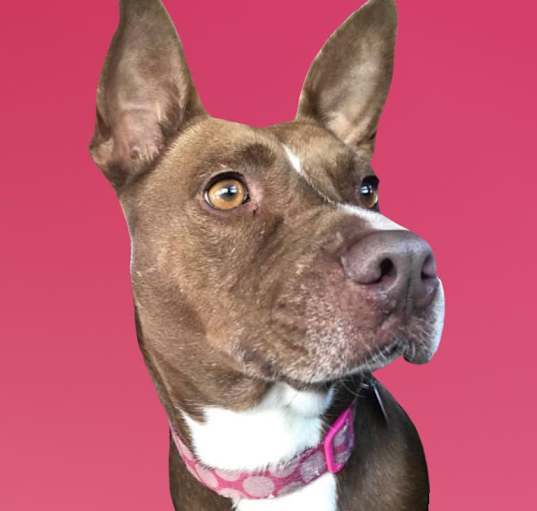 Photo of Mocha