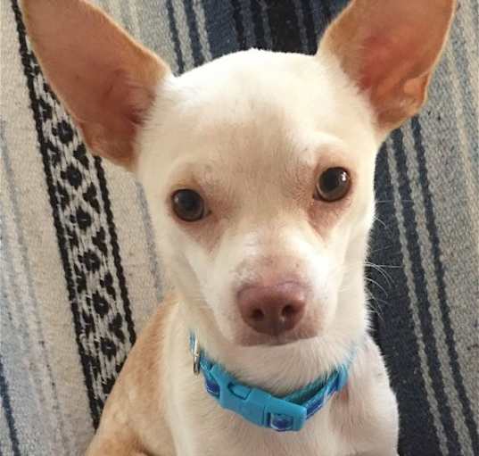 Photo of Duke