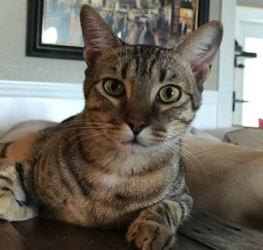 Photo of Cooper