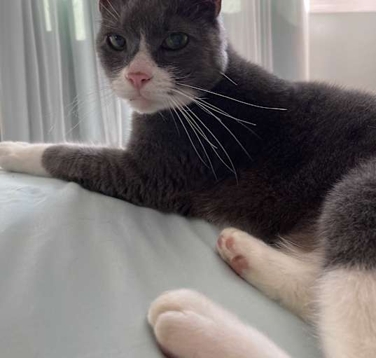 Photo of Dinky