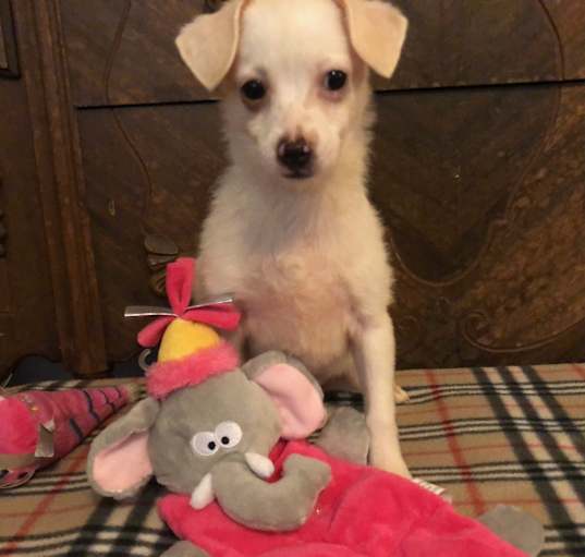 Photo of Snickers