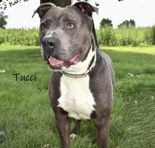 Photo of Tucci