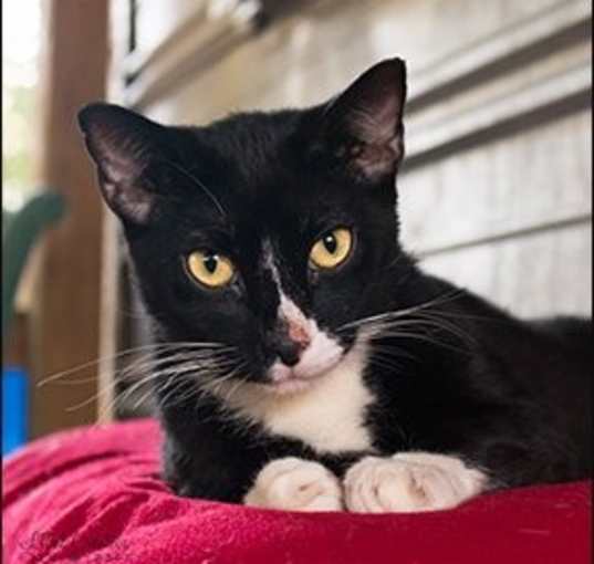 Photo of Checkers