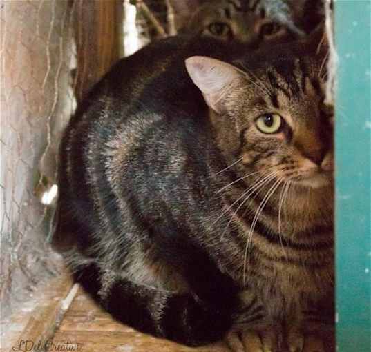 Photo of Mr. Kitty