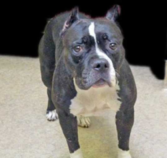 Photo of Belly