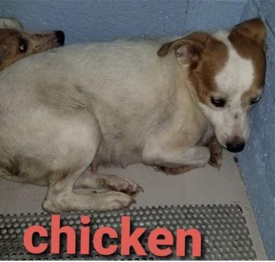 Photo of Chicken *