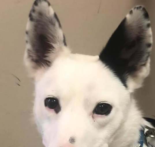 Photo of Maverick