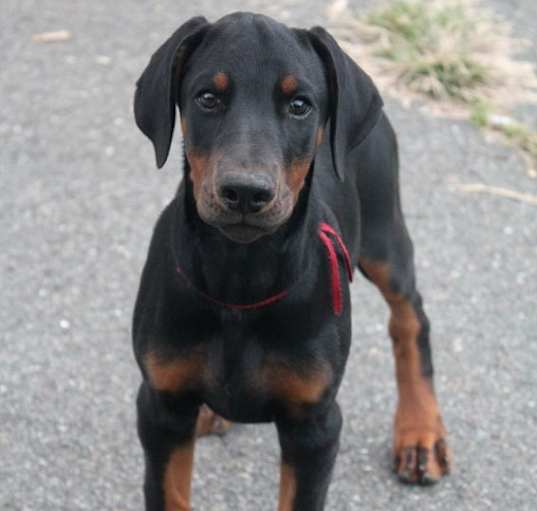 Photo of PEPPER