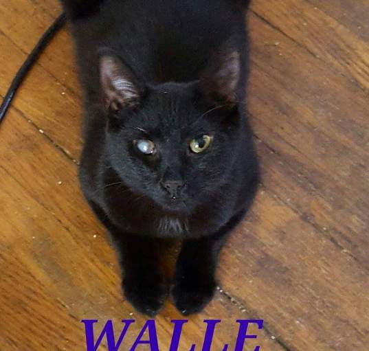 Photo of Walle