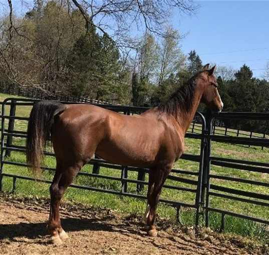 Photo of Manhattan's Praise Worthy (Paisley)