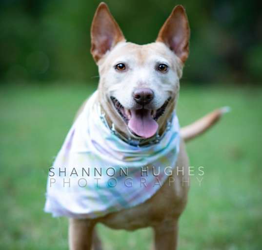 Photo of Sheba