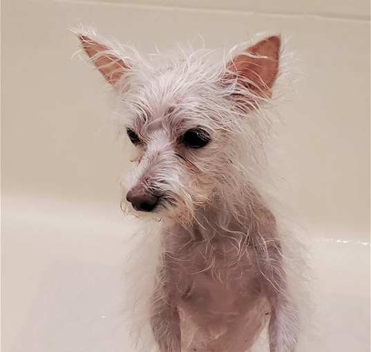 Photo of Phoebe - Medical Hold
