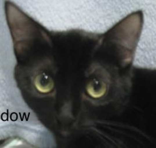 Photo of Shadow