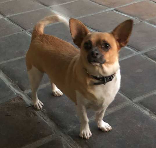 Photo of Stitch