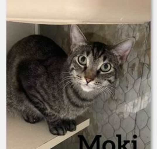 Photo of Moki