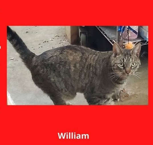 Photo of William - The Wild Kitty