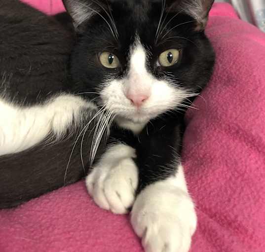 Photo of Scarlet
