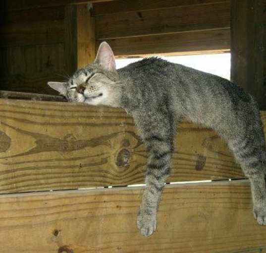 Photo of Barn Cats