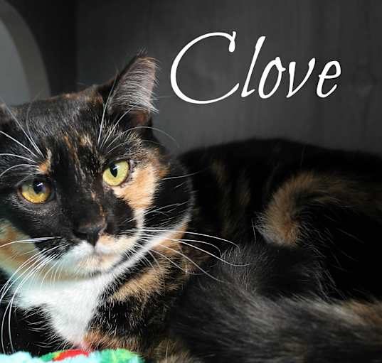 Photo of Clove