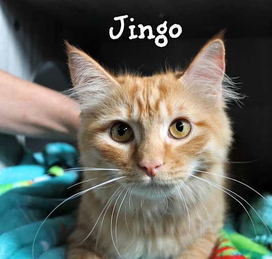 Photo of Jingo