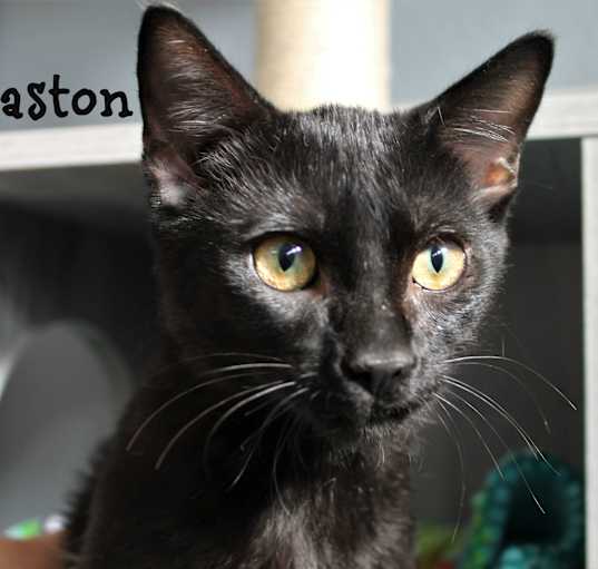 Photo of Easton