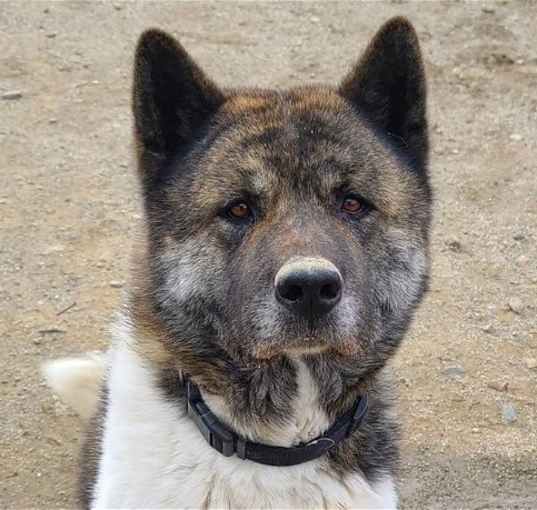 Photo of Ruger