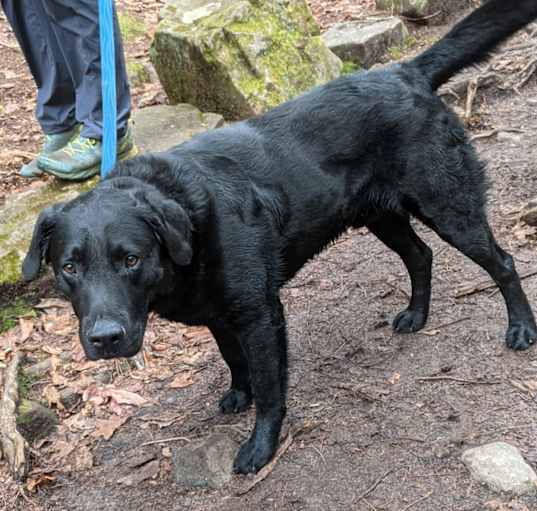 Photo of Clifford