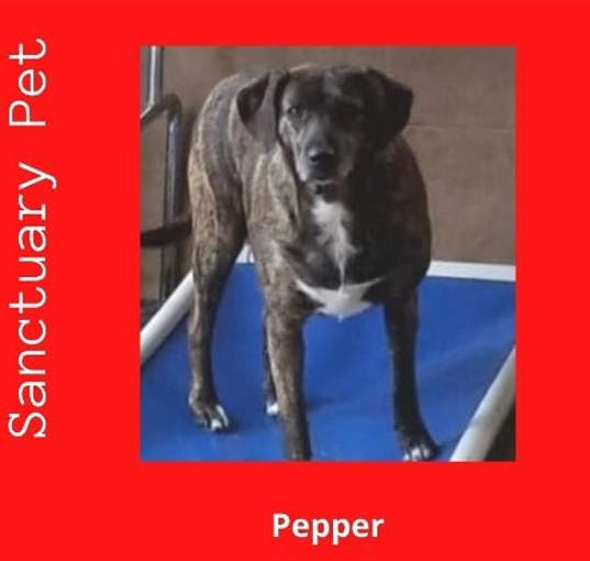 Photo of Pepper Barker