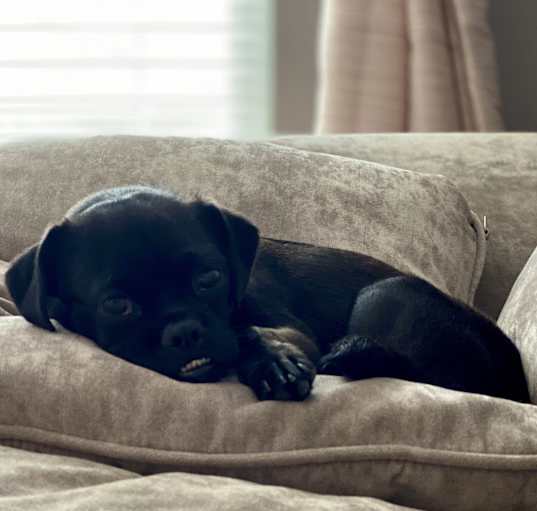 Photo of Annie